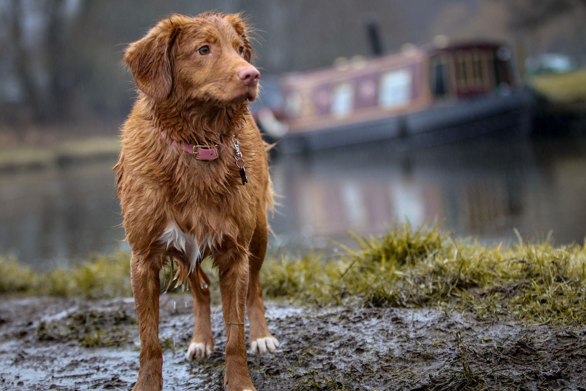 Hund am Flussufer - Urlaub mit Hund