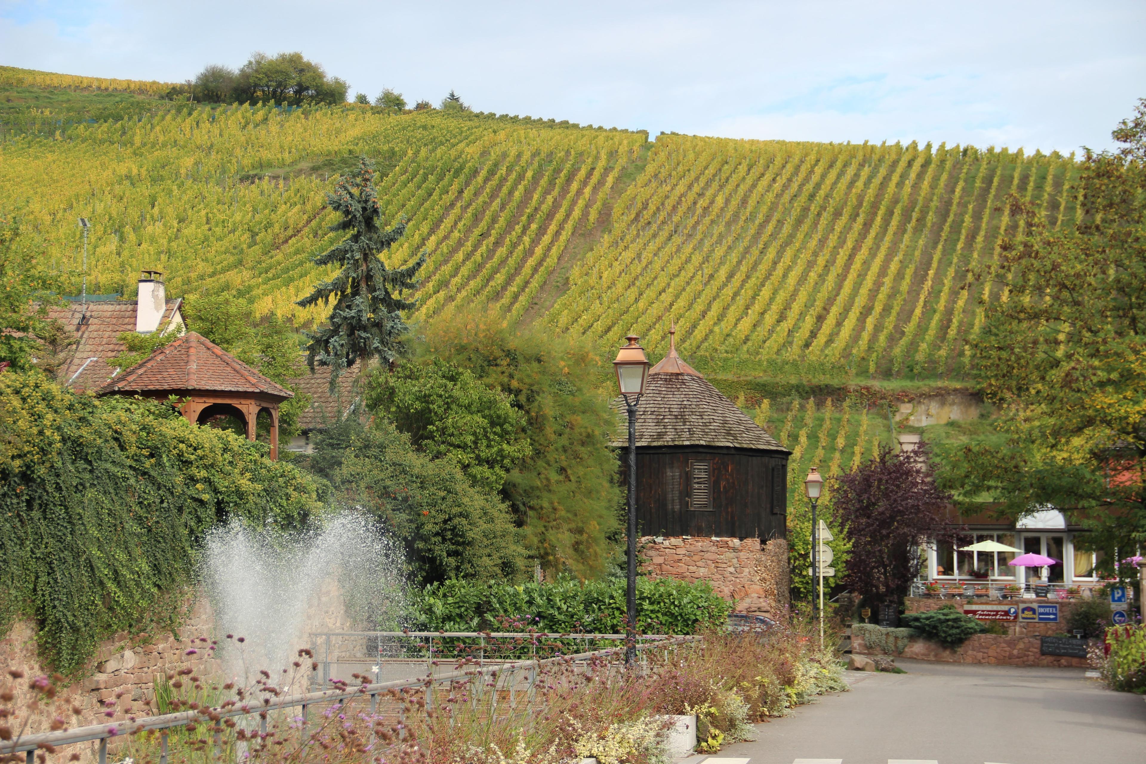 kleines Dorf im Elsass mit typischen Restaurants und malerischen Weinbergen im Hintergrund