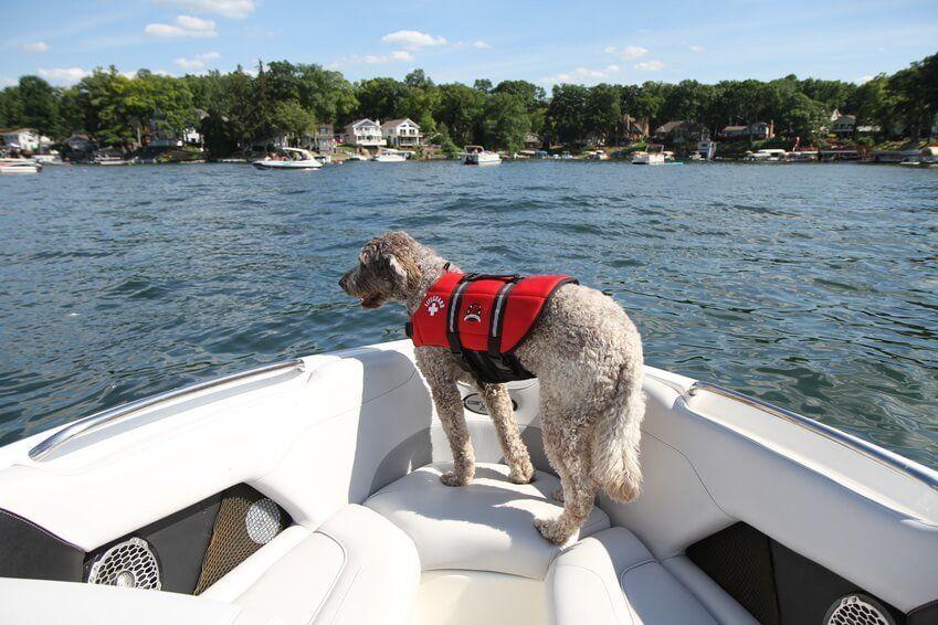 Hund auf einem Boot mit Rettungsweste