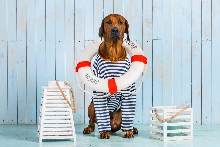 Bootsurlaub mit Hund - der Rettungsring darf nicht fehlen