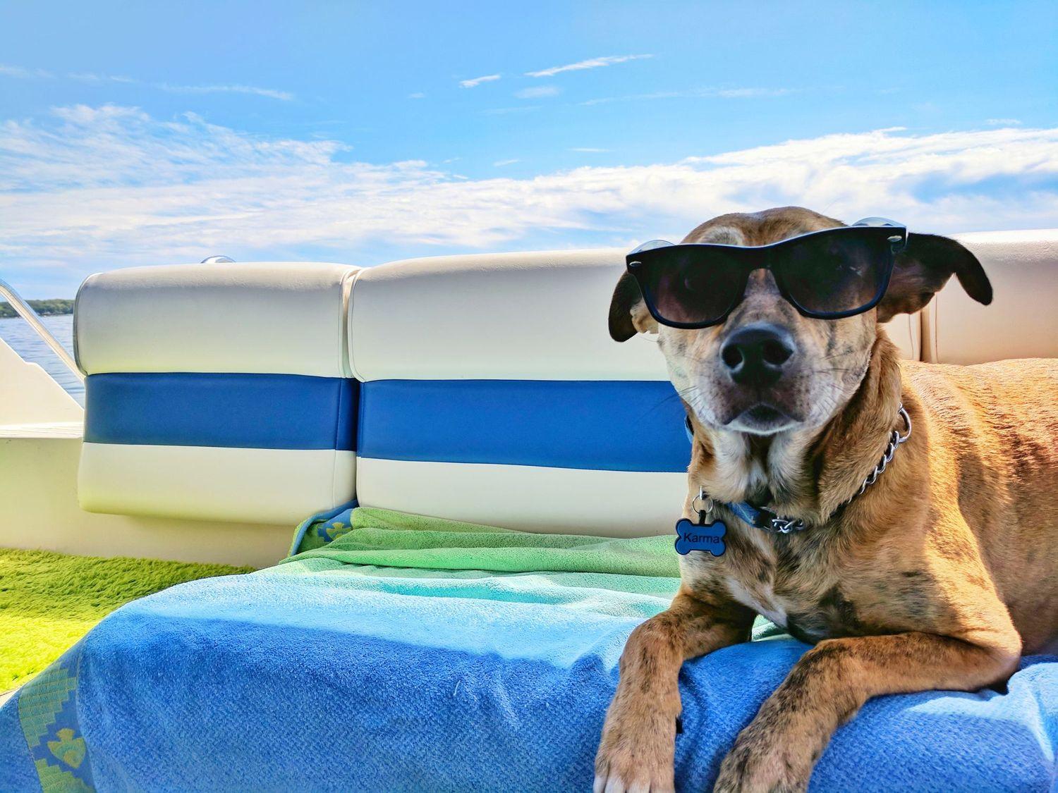 Boot mieten mit Hund - die Sonnenbrille immer dabei!
