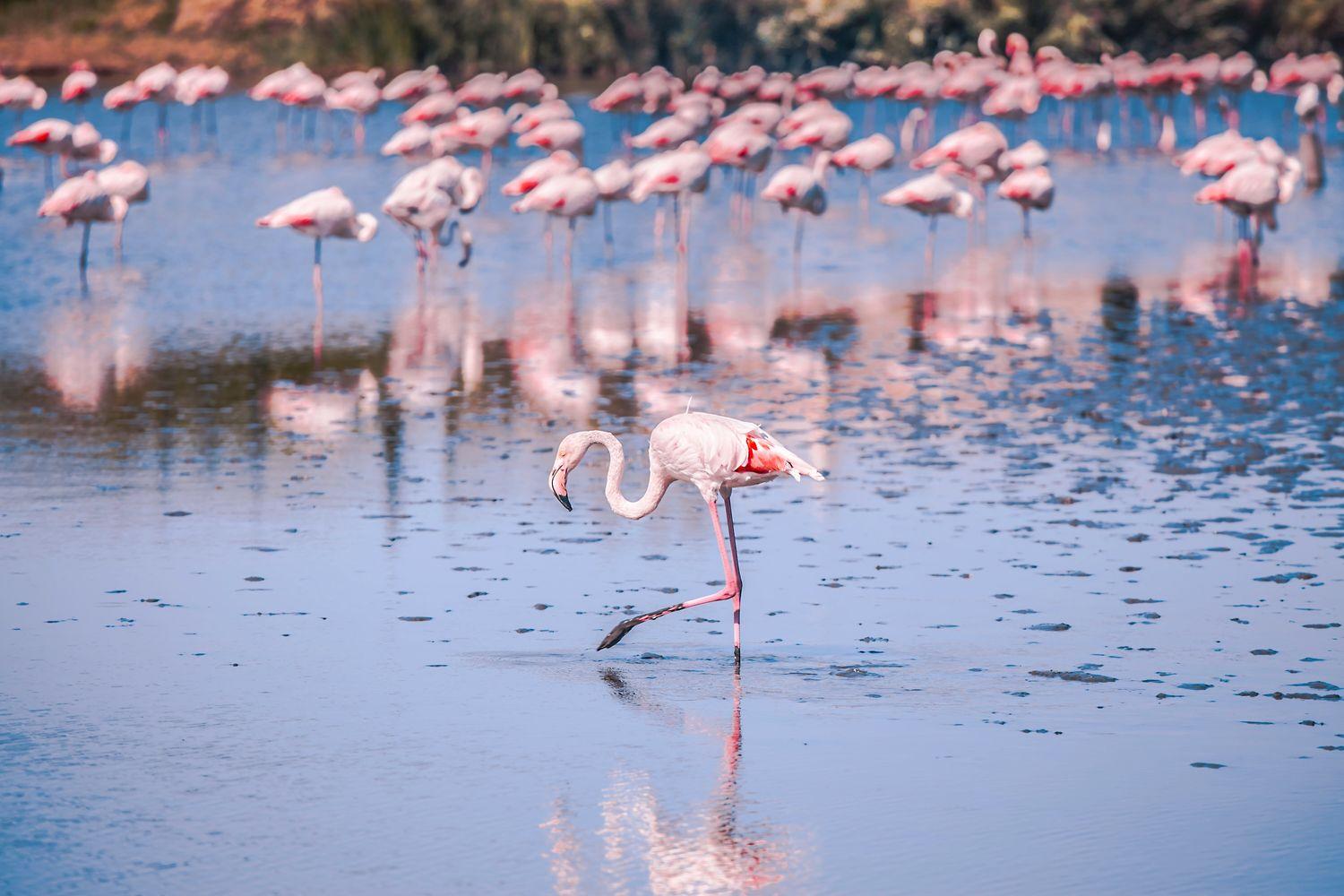 Flamingos im Salzwasser in Camargue