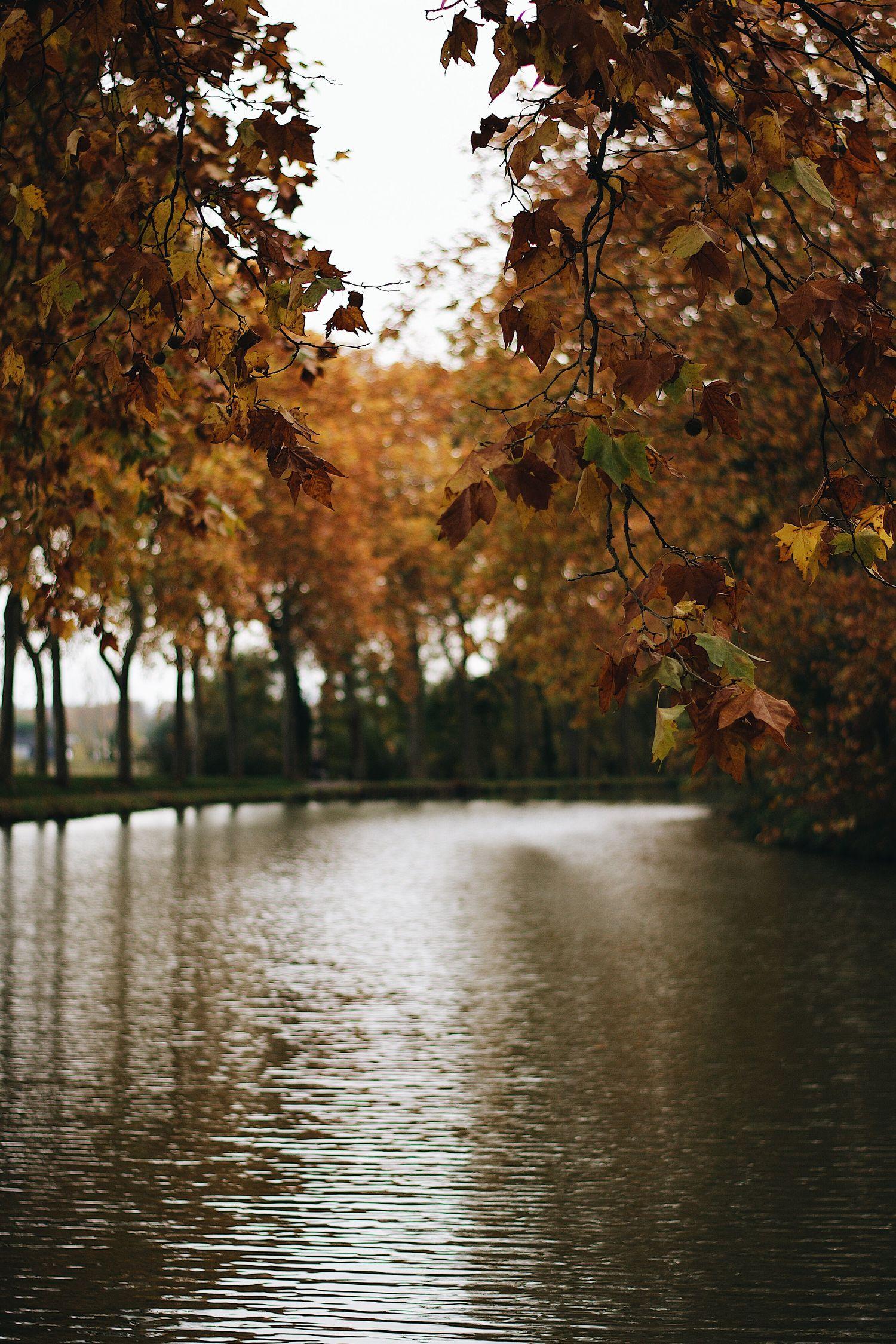 Gold Braune Blätter am Canal du Midi Frankreich