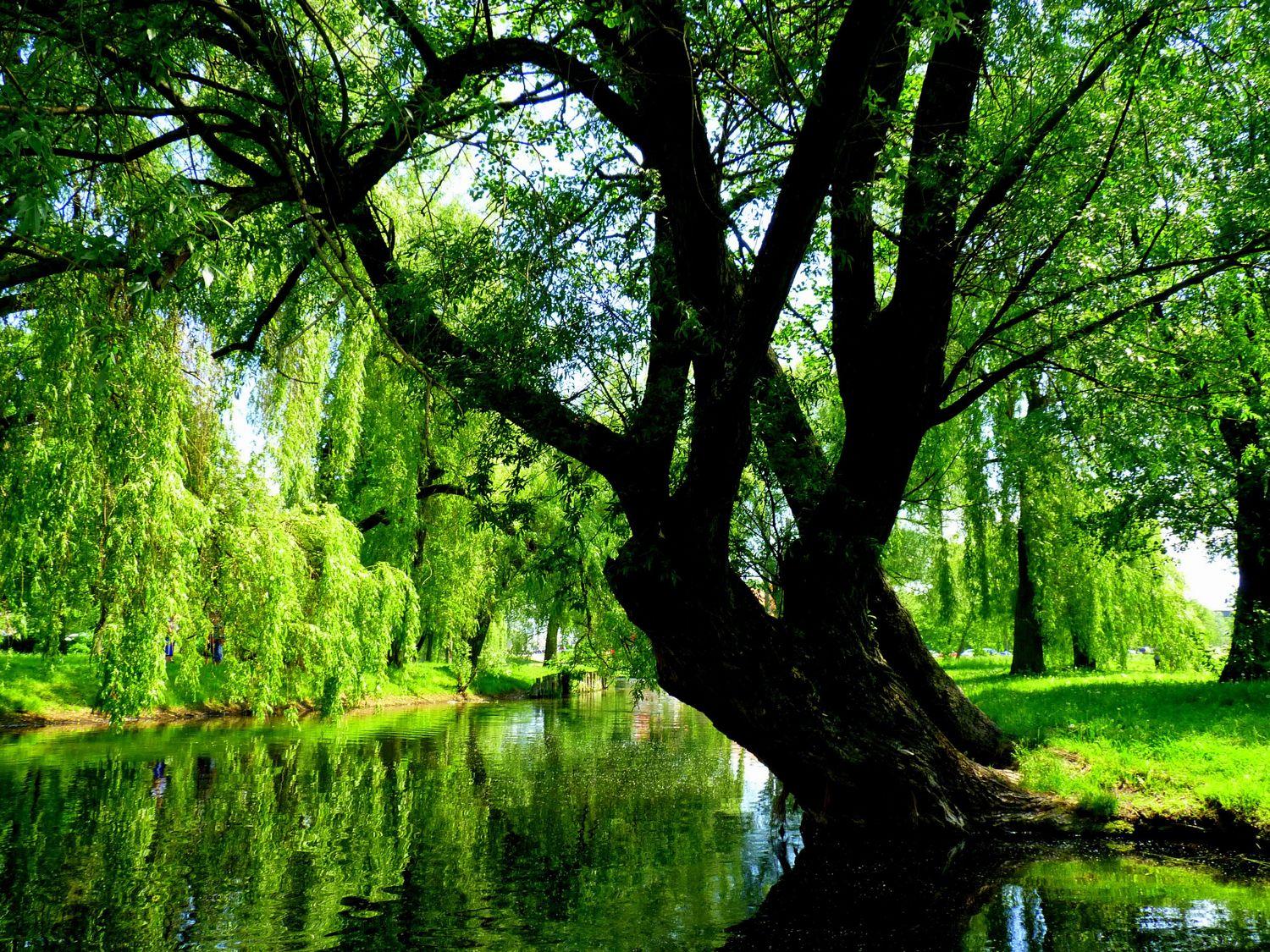 harmonischer, von grünen Pflanzen und Wiesen umgebener Fluss mit prächtigem Baum im Vordergrund 